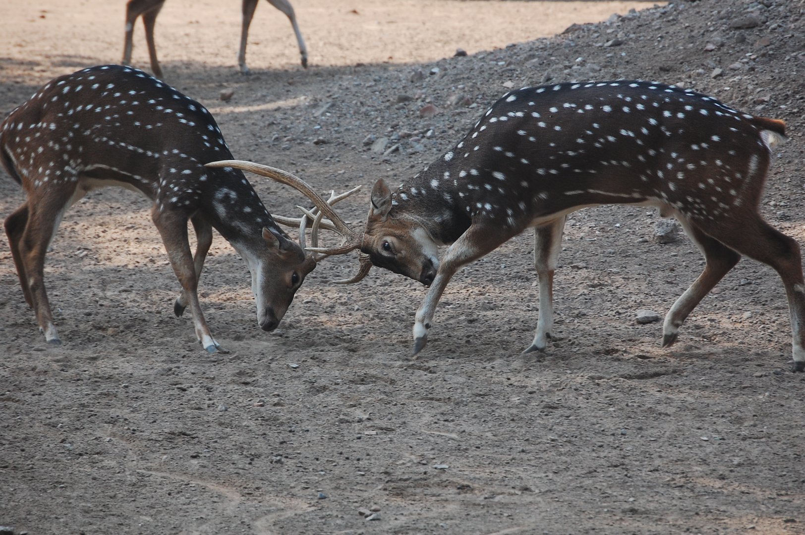 Chital sparring - Lahore zoo 17/11/2019