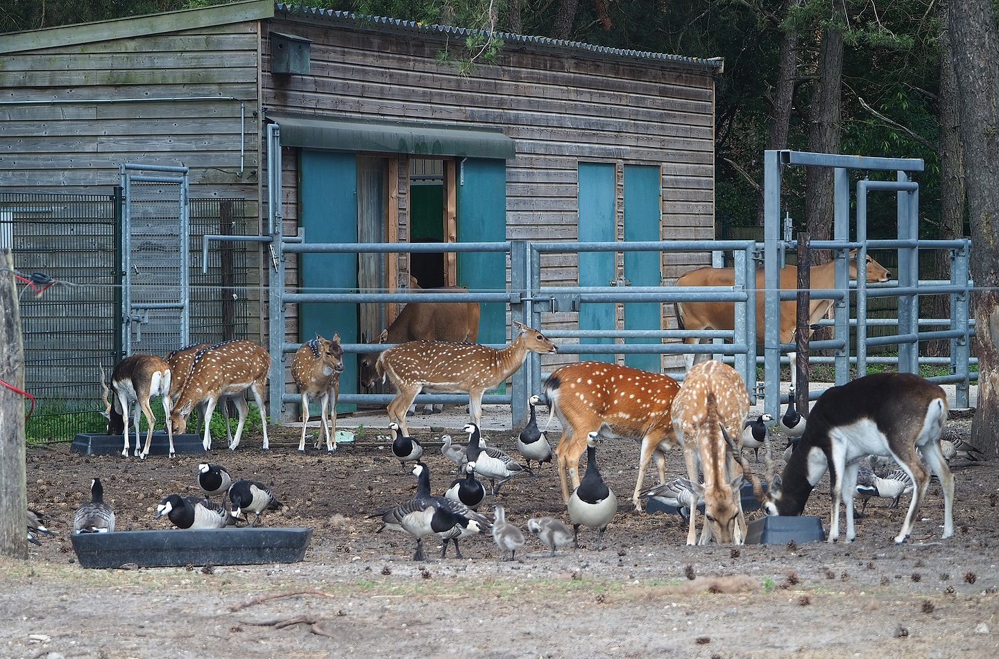 Chital, Vietnamese sika deer, Mesopotamian fallow deer and Blackbuck, 2022-06-12