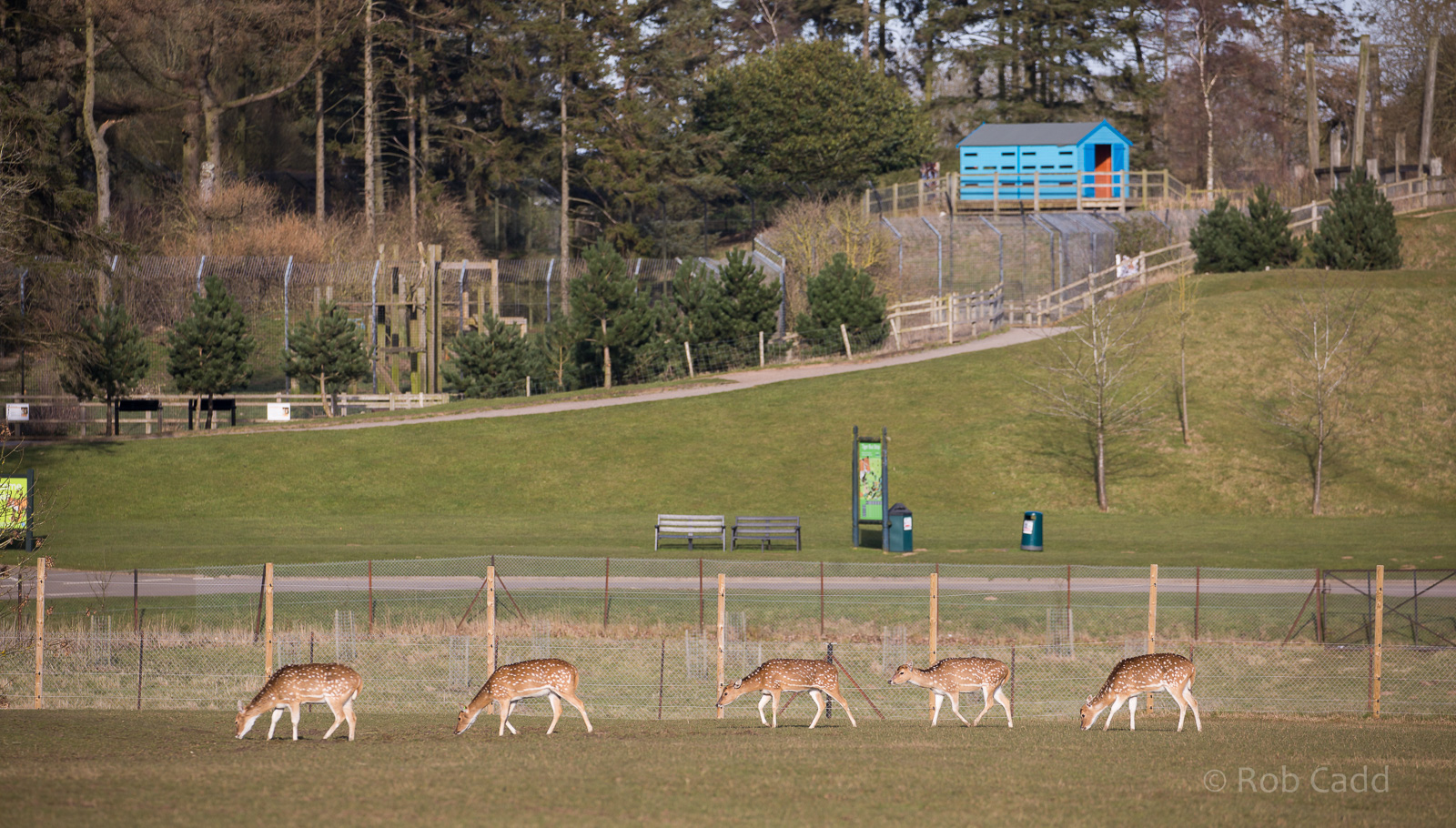 Chital : Whipsnade : 14 Mar 2016