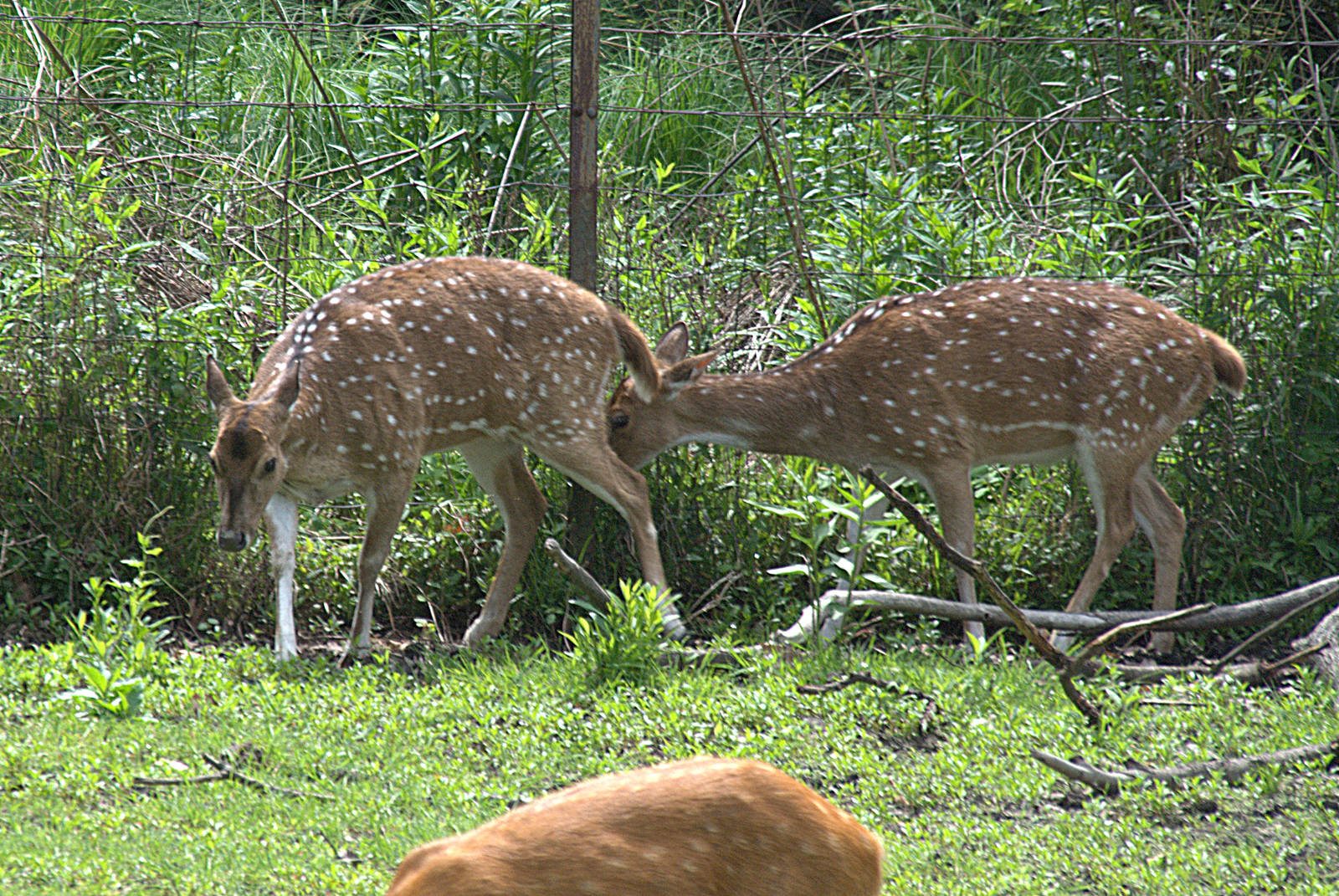 Chital