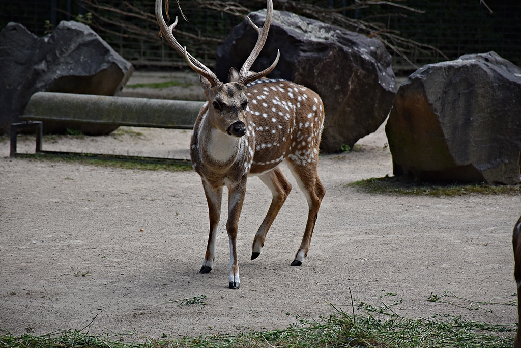 Chital