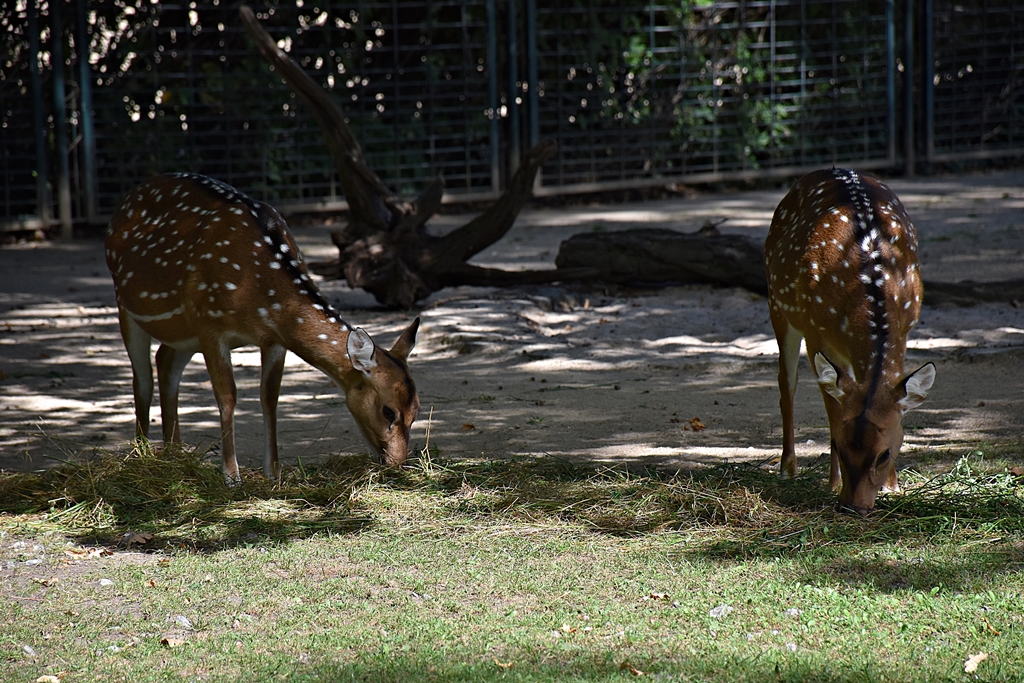 Chital