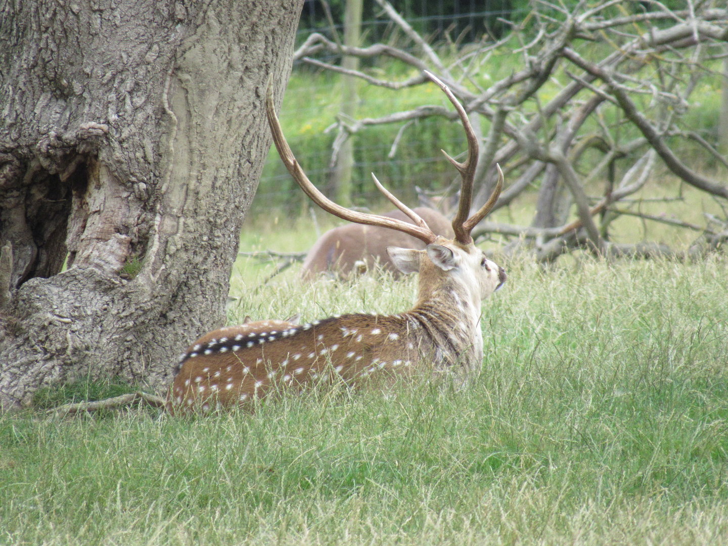 Chital