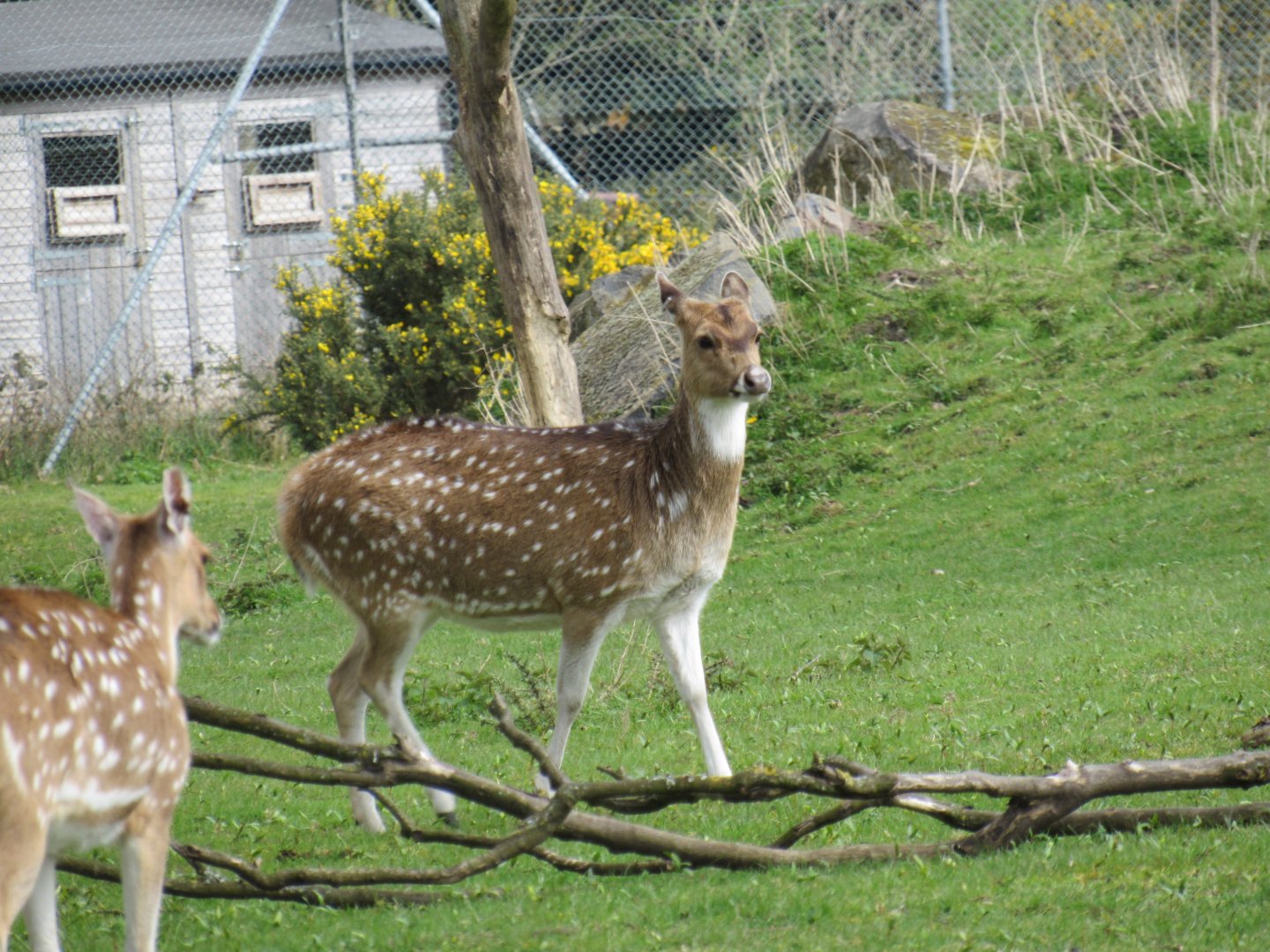 Chital