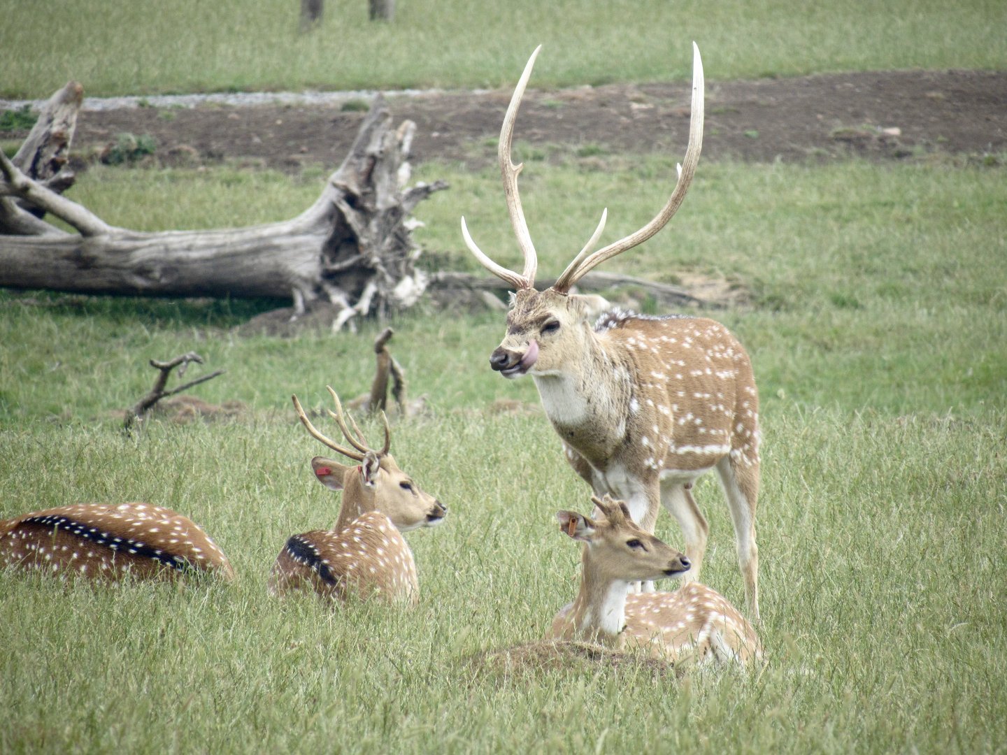 Chital