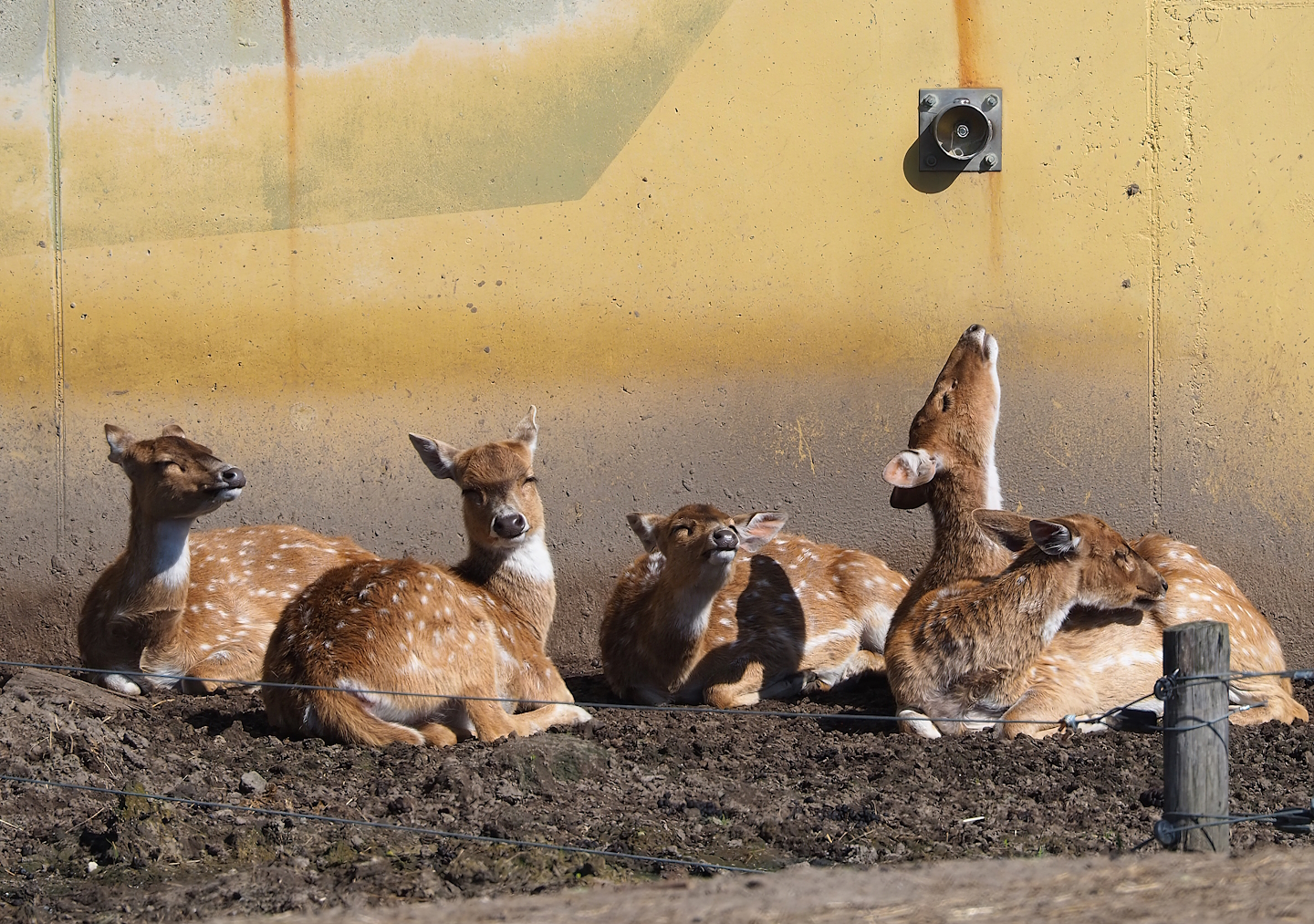 Chitals (Axis axis), 2023-04-30