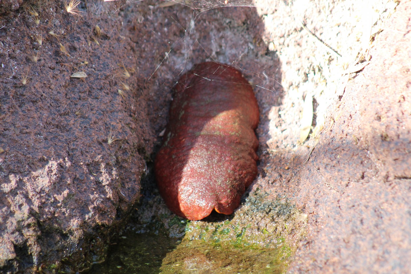 Chiton