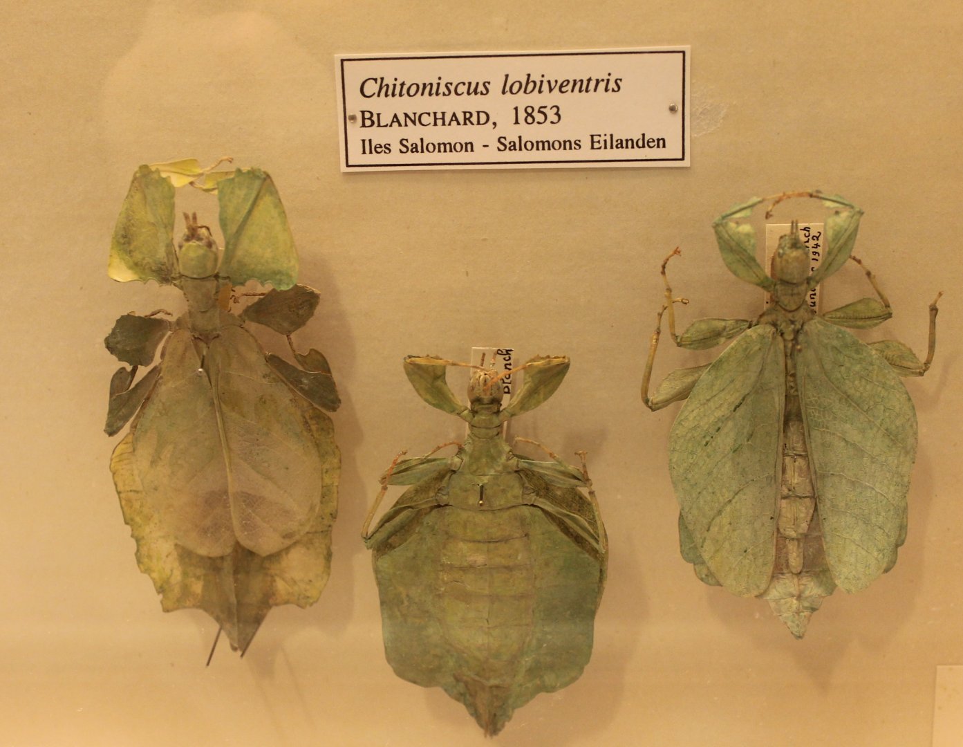 Chitoniscus lobiventris