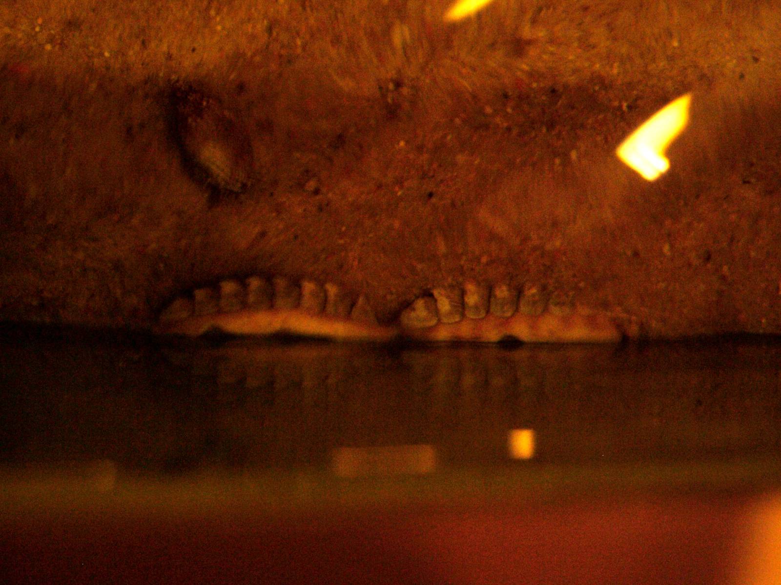 Chitons at Vasco da Gama Aquarium, 25/05/11