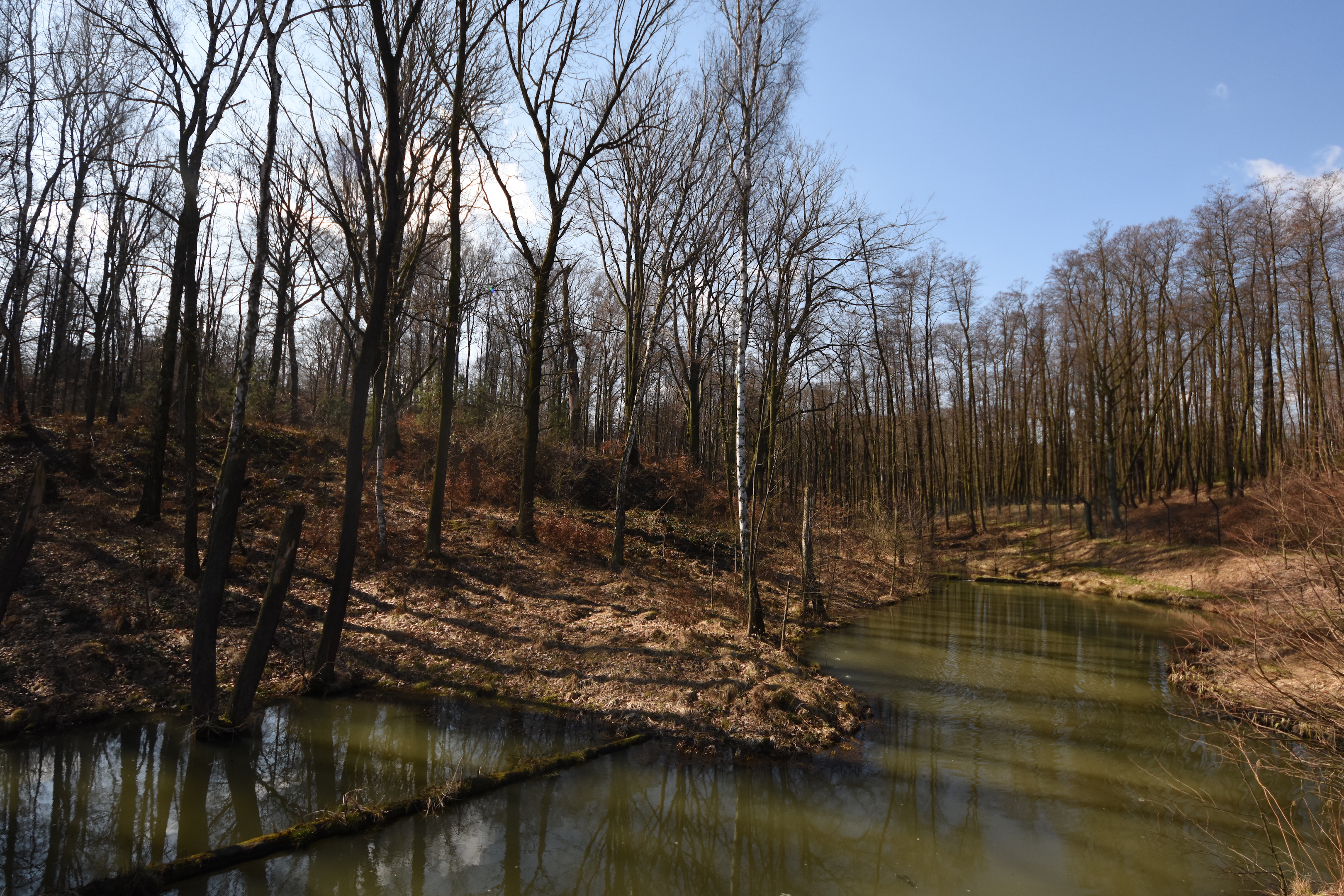 Chitwan - Asian black bear & Hanuman langur