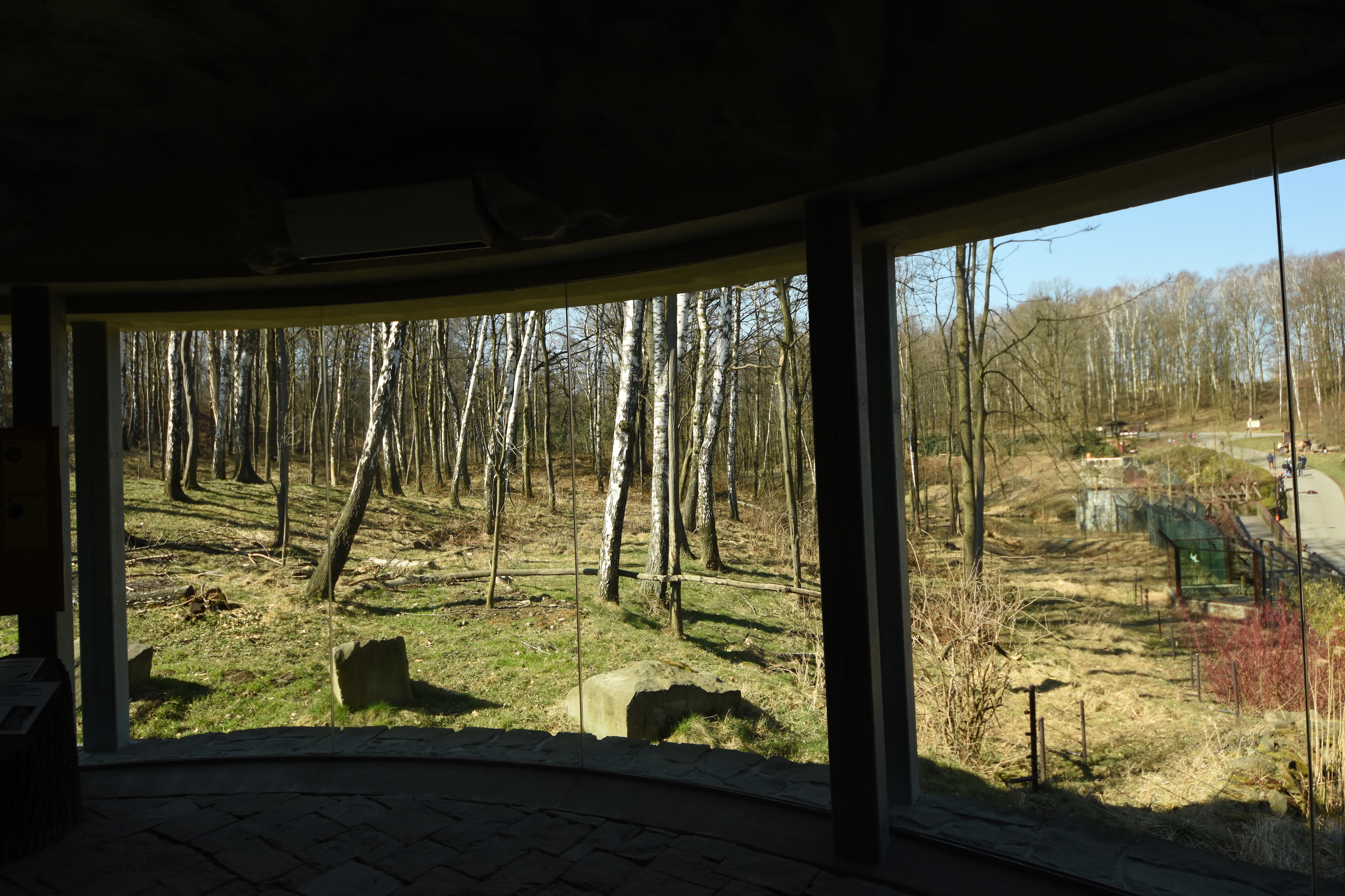 Chitwan - Asian black bear & Hanuman langur