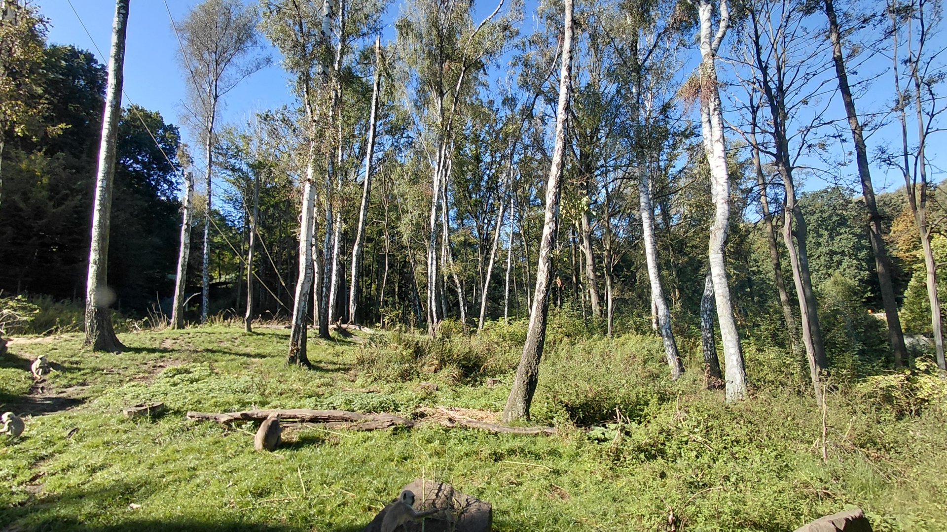 Chitwan - bear+langur exhibit