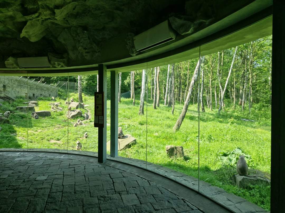 Chitwan viewing window