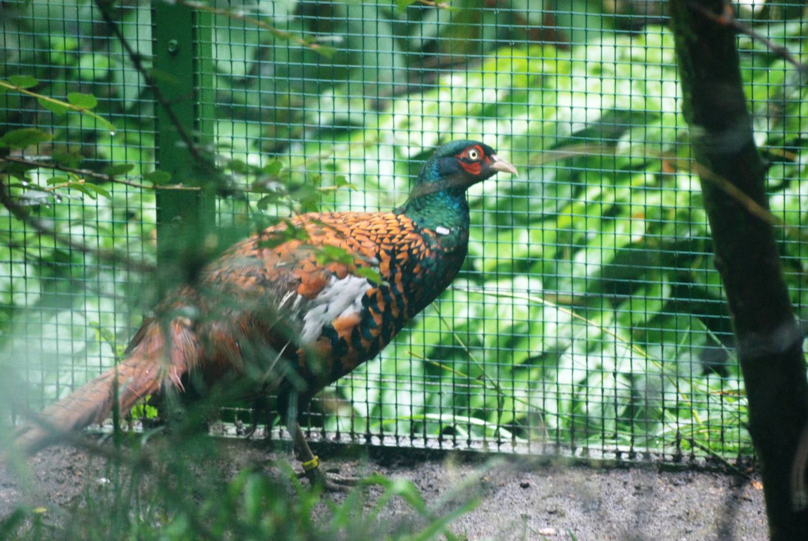 Chiwa Pheasant at Pilsen, 31/08/12