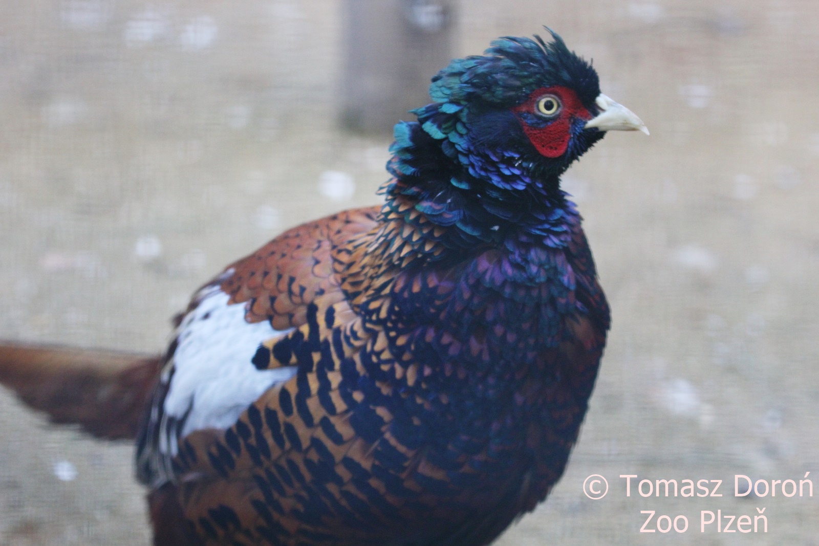 Chiwa Pheasant (Phasianus colchicus chrysomelas), October 2017