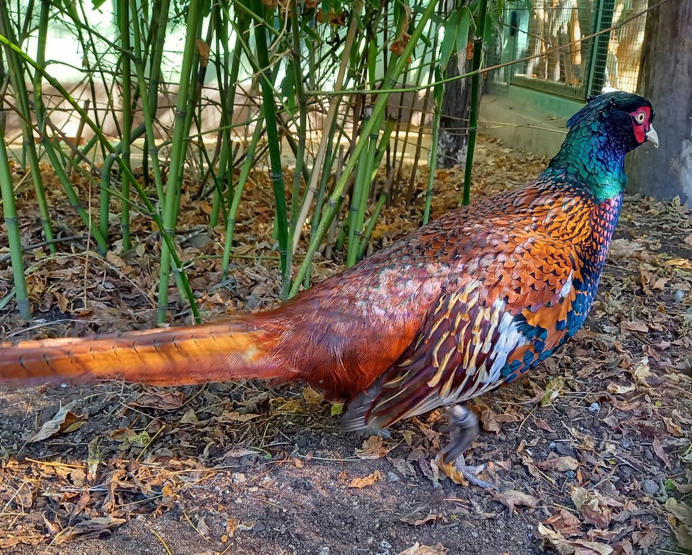 Chiwa pheasant - Phasianus colchicus chrysomelas
