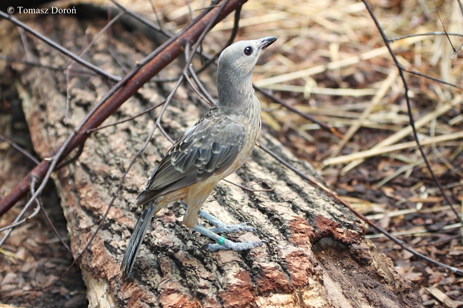 Chlamydera cerviniventris.