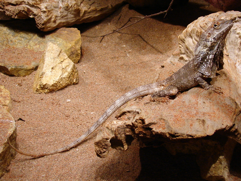 Chlamydosaurus kingii / Frilled lizard (male)