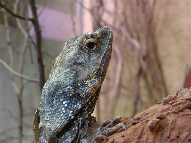 Chlamydosaurus kingii