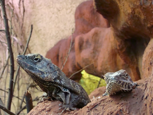 Chlamydosaurus kingii