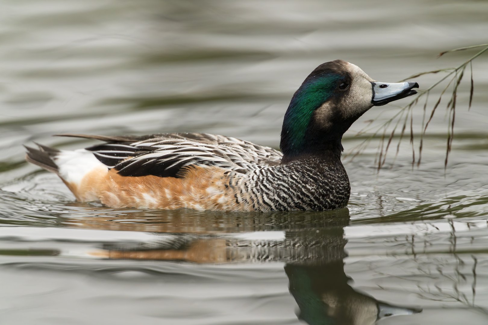 Chlioe Widgeon, WWT Slimbridge, UK
