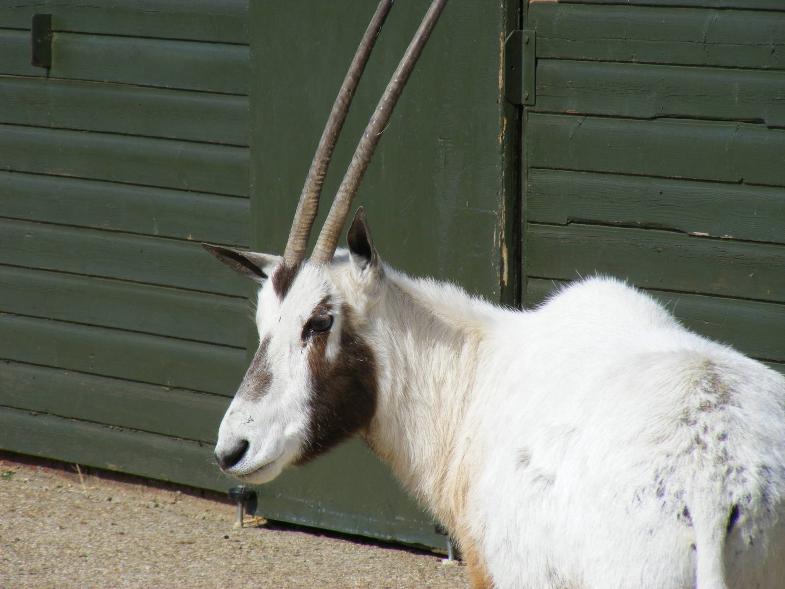 Chloe or Heidi the Arabian oryx at Marwell Wildlife, 5 April 2009