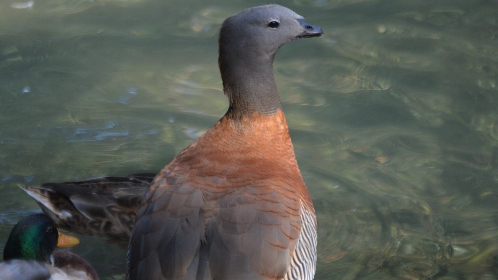 Chloephaga poliocephala (and Anas platyrhynchos)