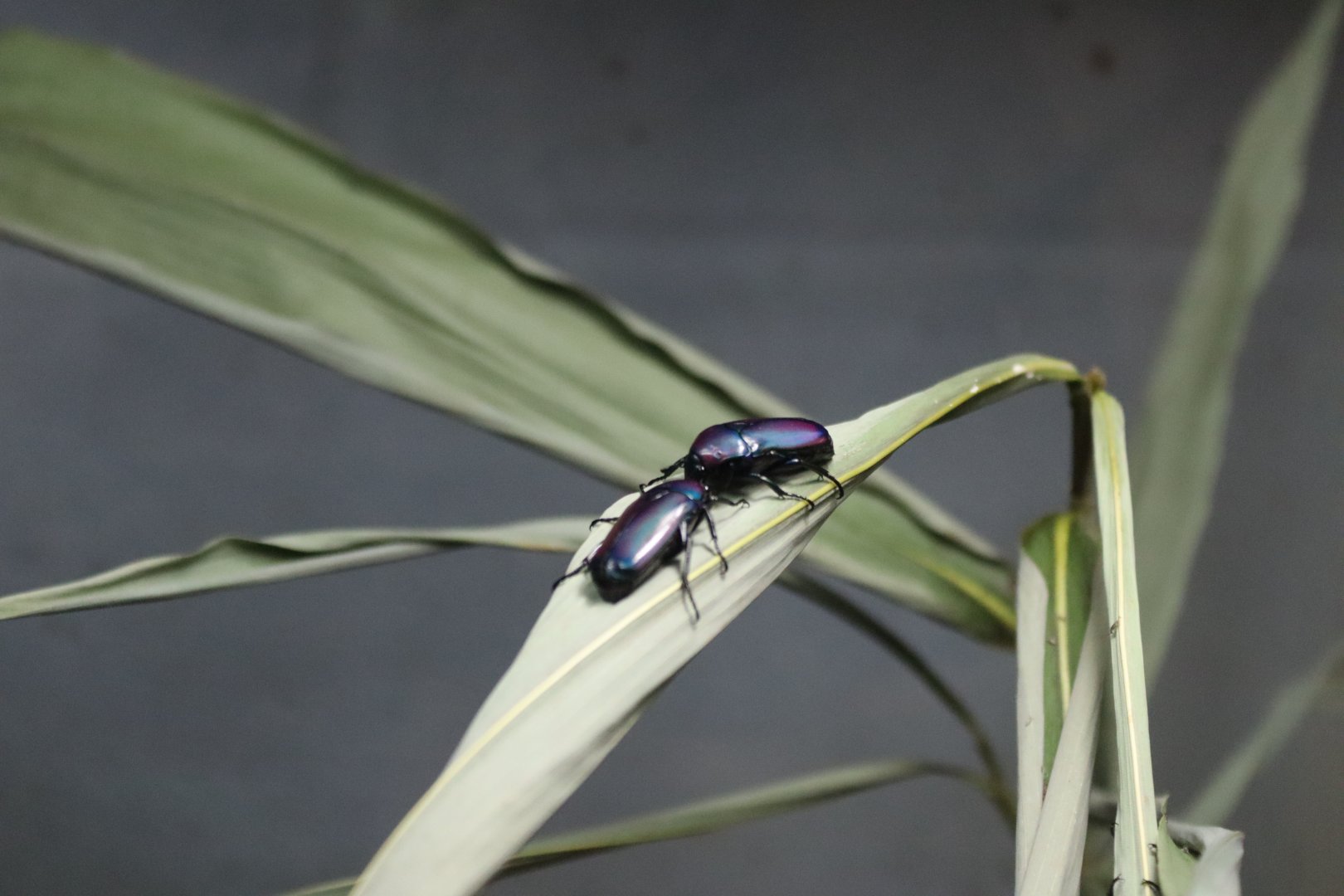 Chlorocala africana [Jan 2022]