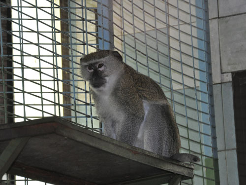 Chlorocebus cynosuros at Gradina Zoologica Bucuresti - uploaded on behalf of alexkant