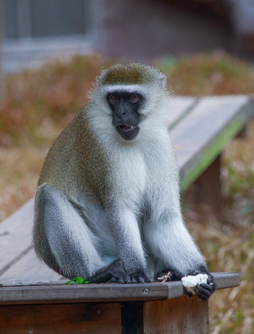 Chlorocebus pygerythrus