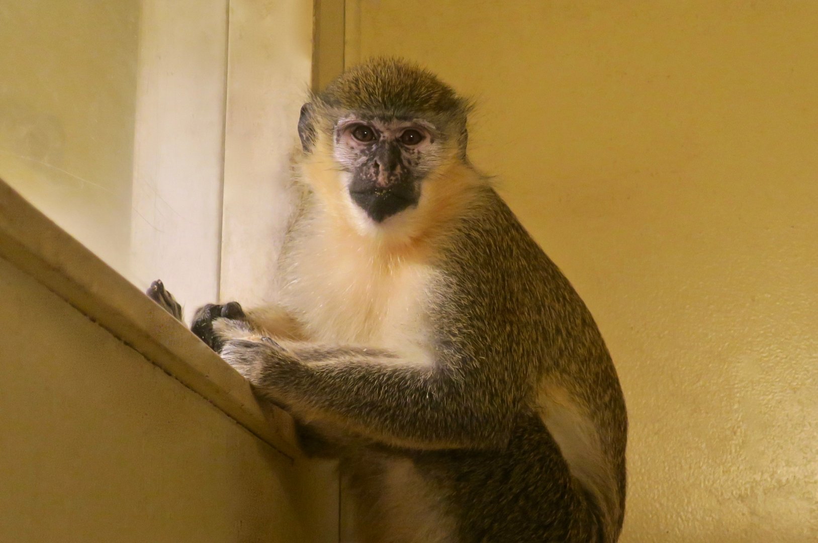 Chlorocebus sp. hybrid