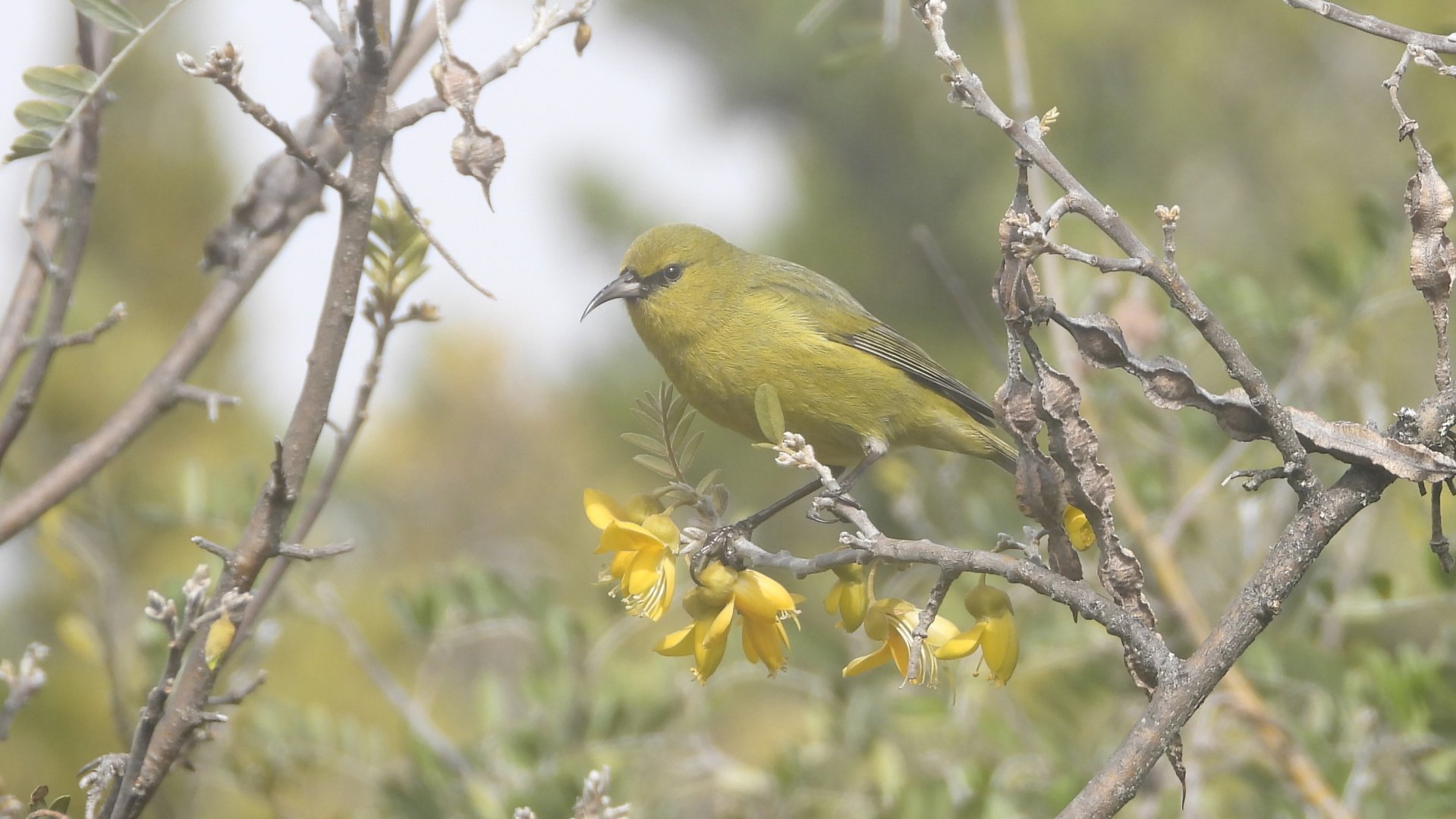 Chlorodrepanis virens wilsoni (Haleakalā National Park)
