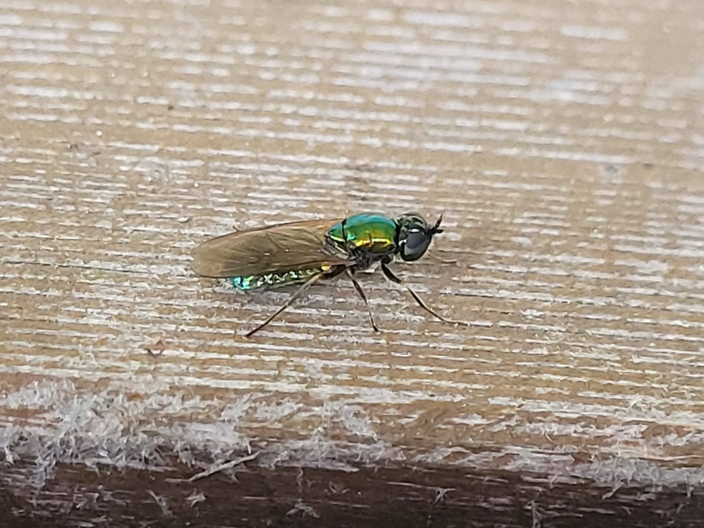 Chloromyia formosa - Broad centurion