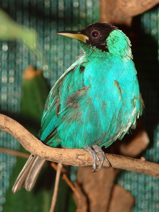 Chlorophanes spiza / Green honeycreeper (male)
