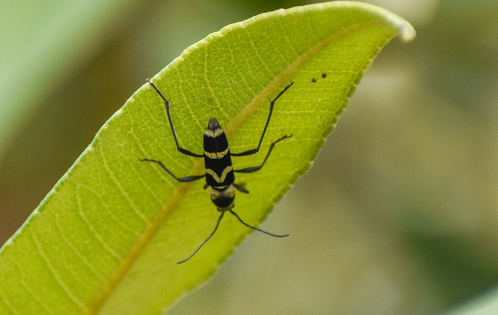 Chlorophorus curtisi