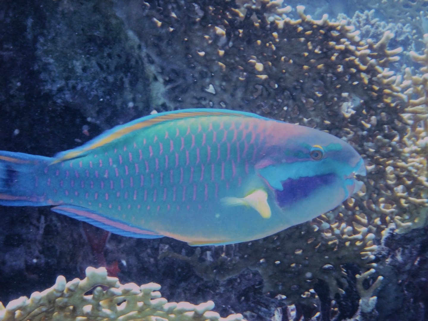 Chlorurus genazonatus