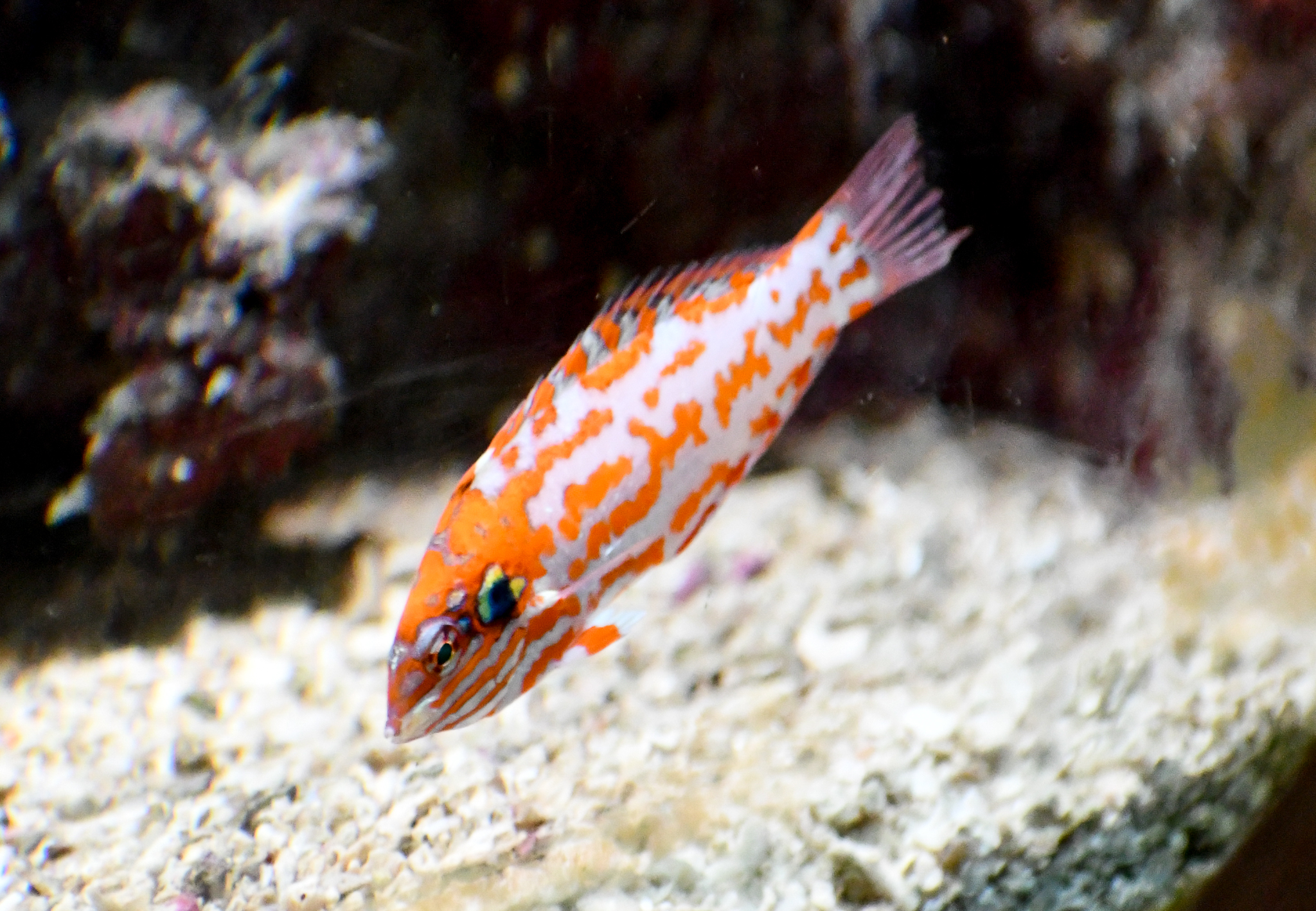 Choat's Wrasse