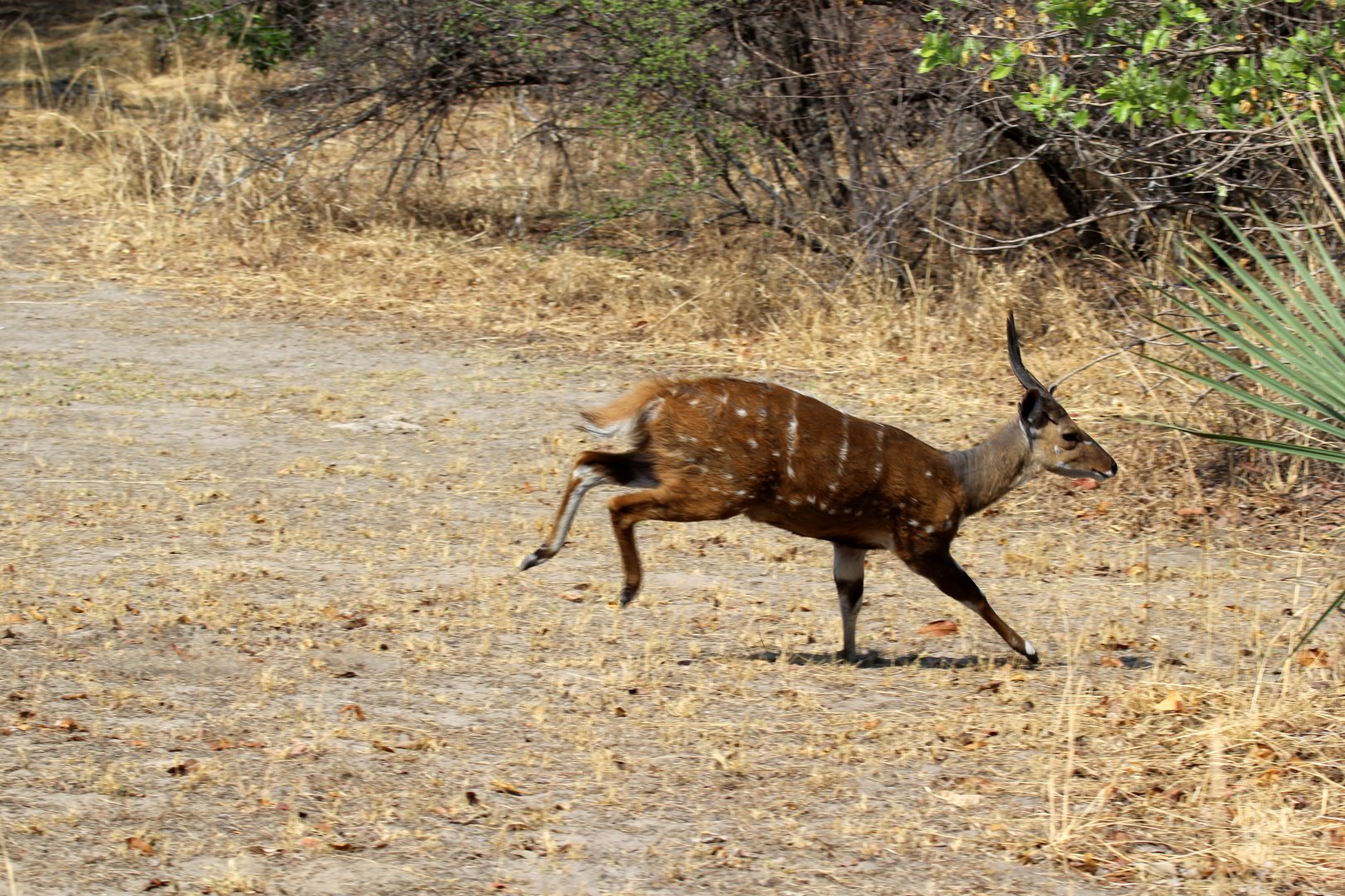 Chobe bushbuck (Tragelaphus sylvaticus ornatus)