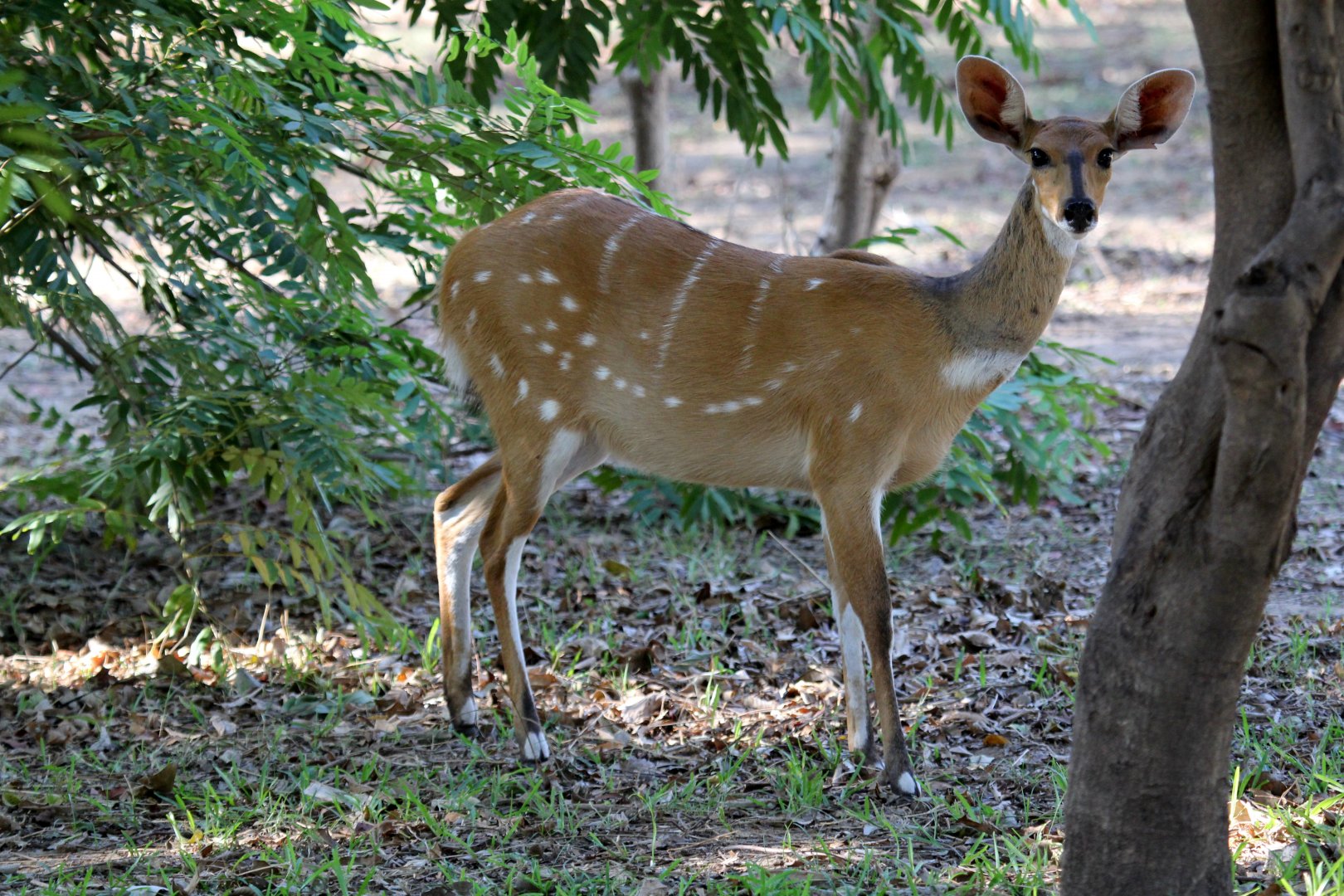 Chobe bushbuck (Tragelaphus sylvaticus ornatus)