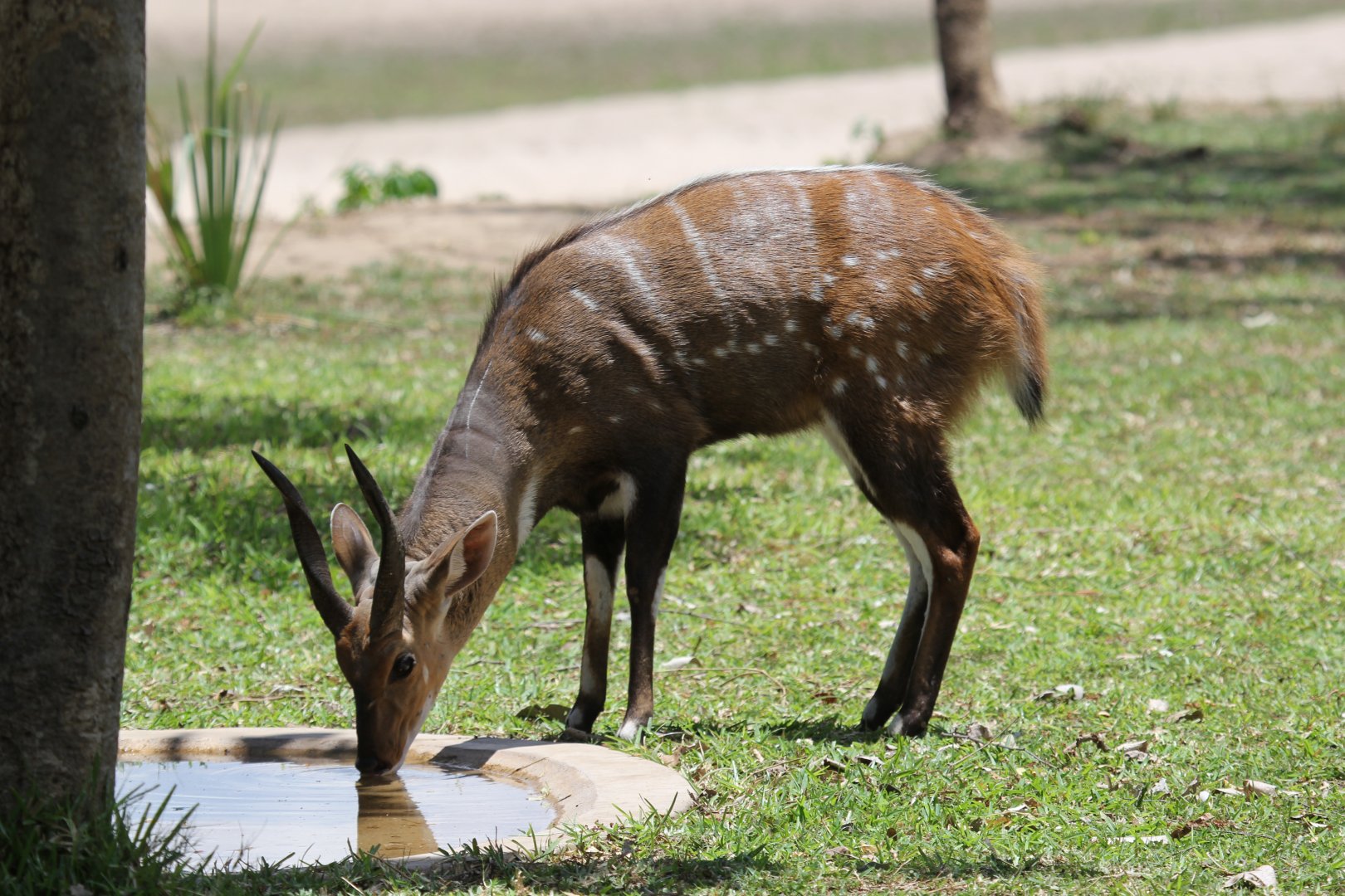 Chobe bushbuck (Tragelaphus sylvaticus ornatus)