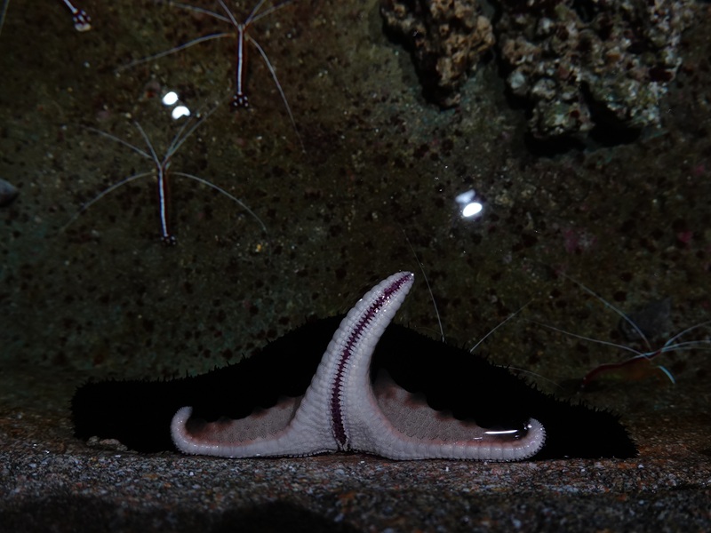 Chocalate chip sea star (Protoreaster nodosus) and sea cucumber