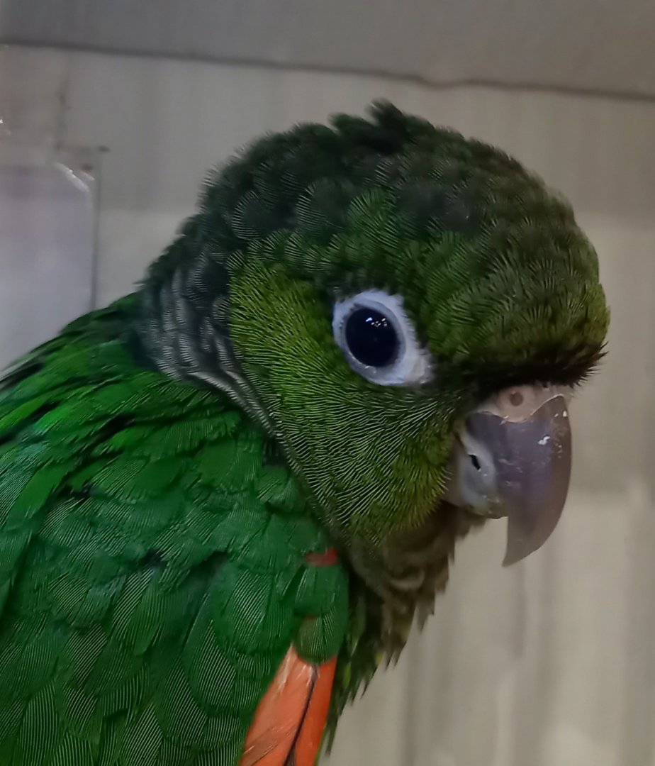 Choco conure - Pyrrhura pacifica