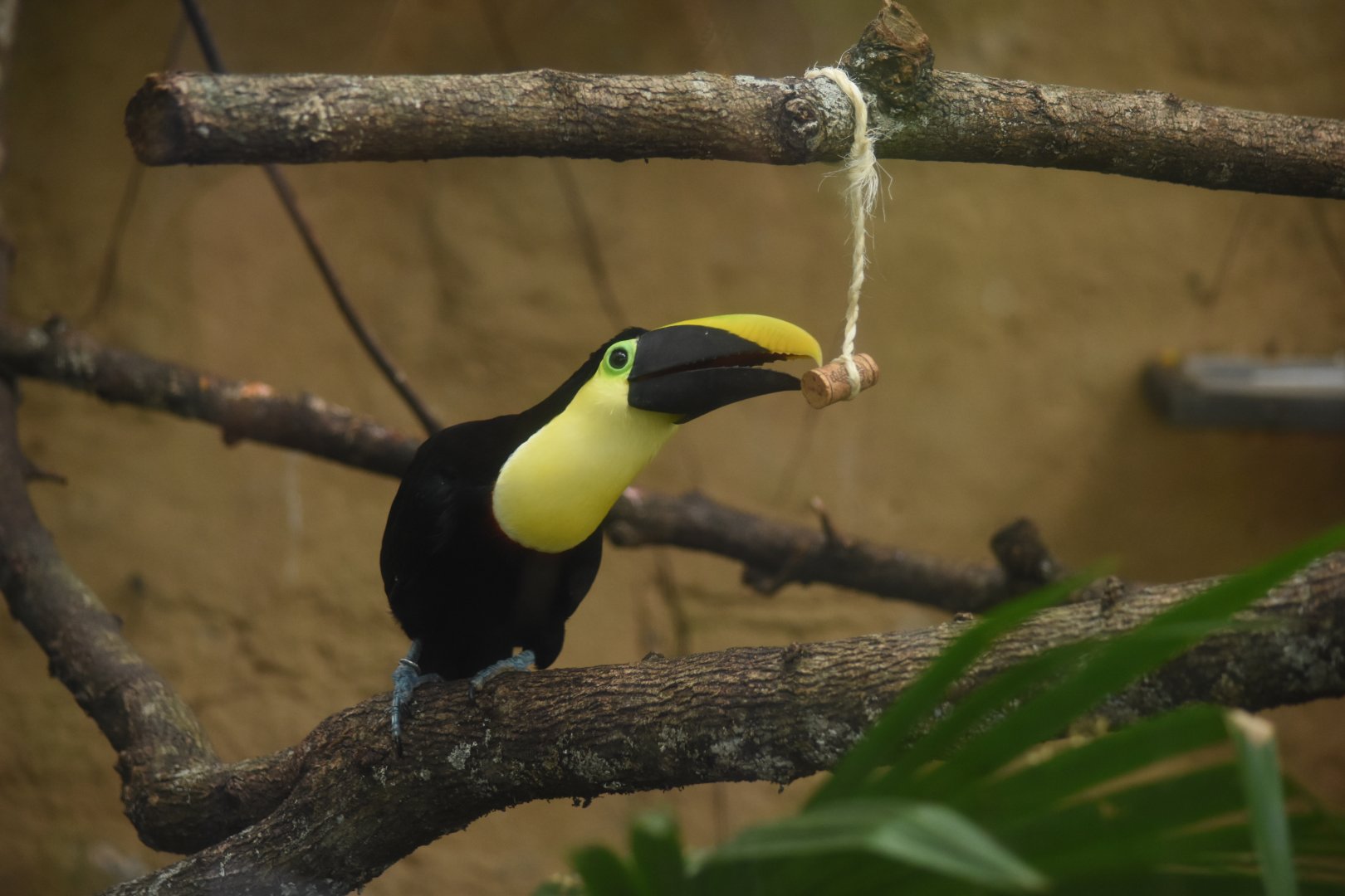 Choco toucan (Ramphastos brevis)