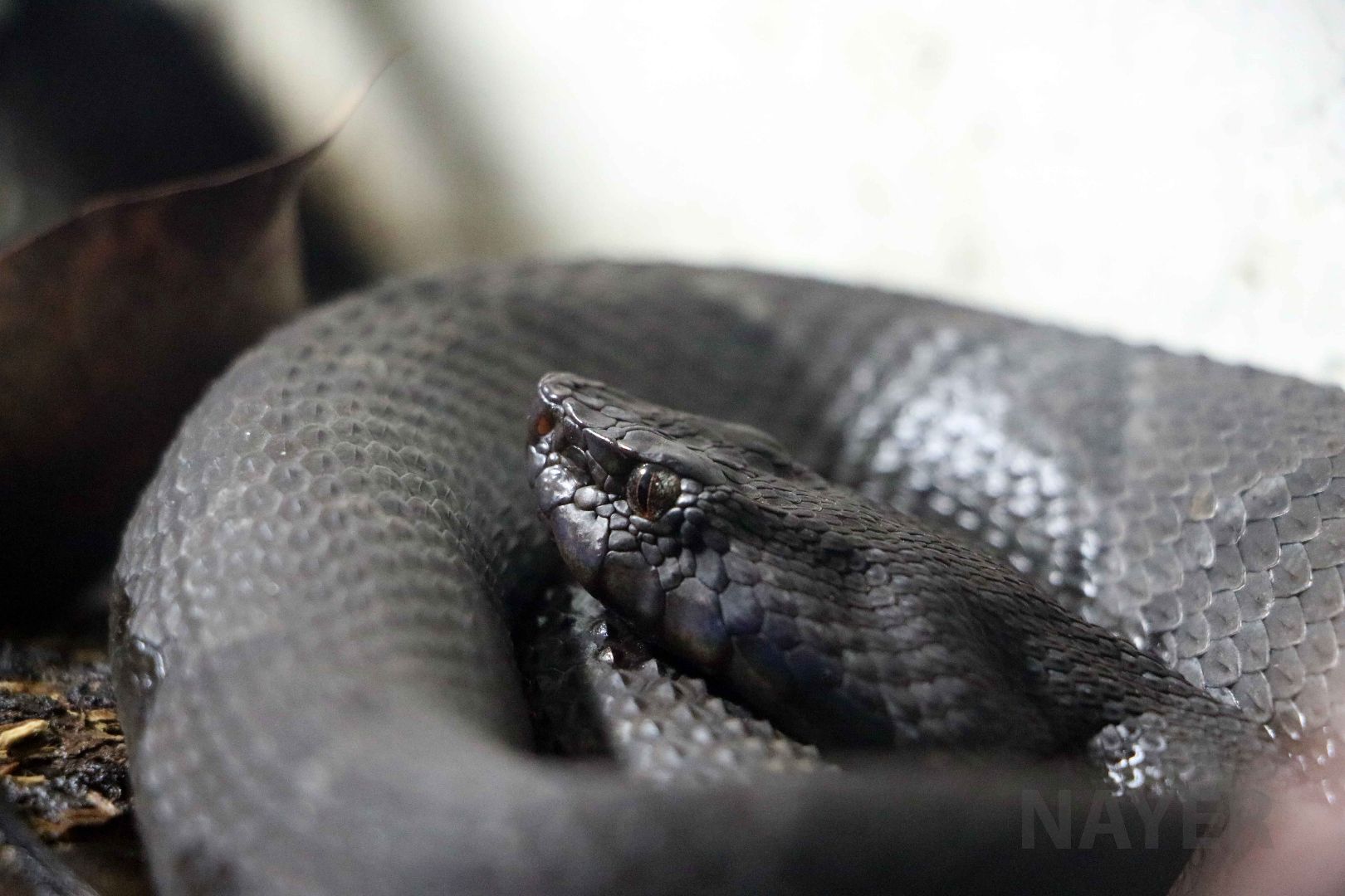 Chocoan toad-headed snake, May 2016