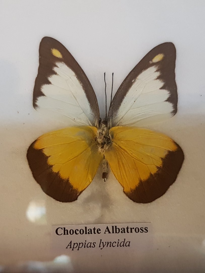 Chocolate albatross
