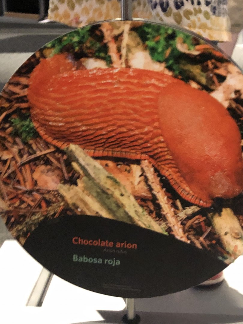 Chocolate arion stock photo