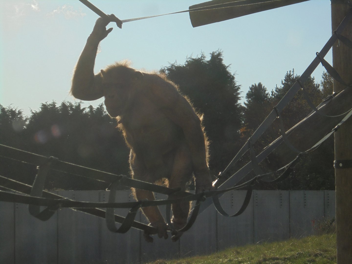 Chocolate chimp Coco.