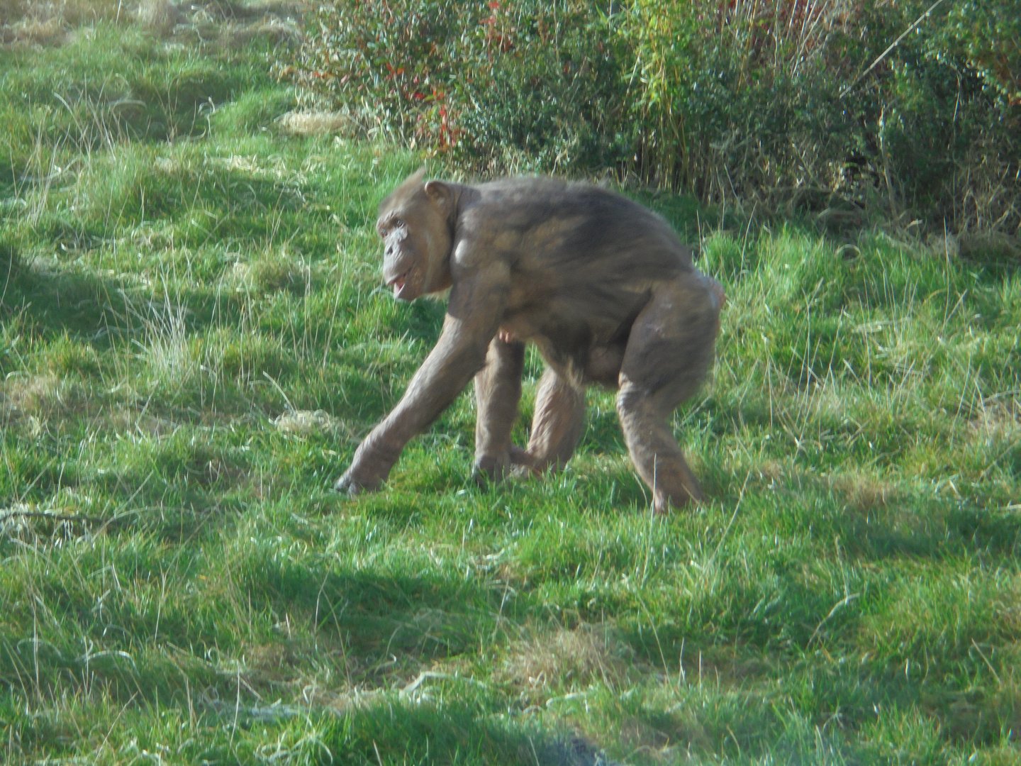 Chocolate chimp Coco.