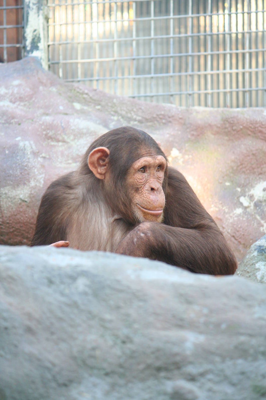 Chocolate chimpanzee, 01/10/2011