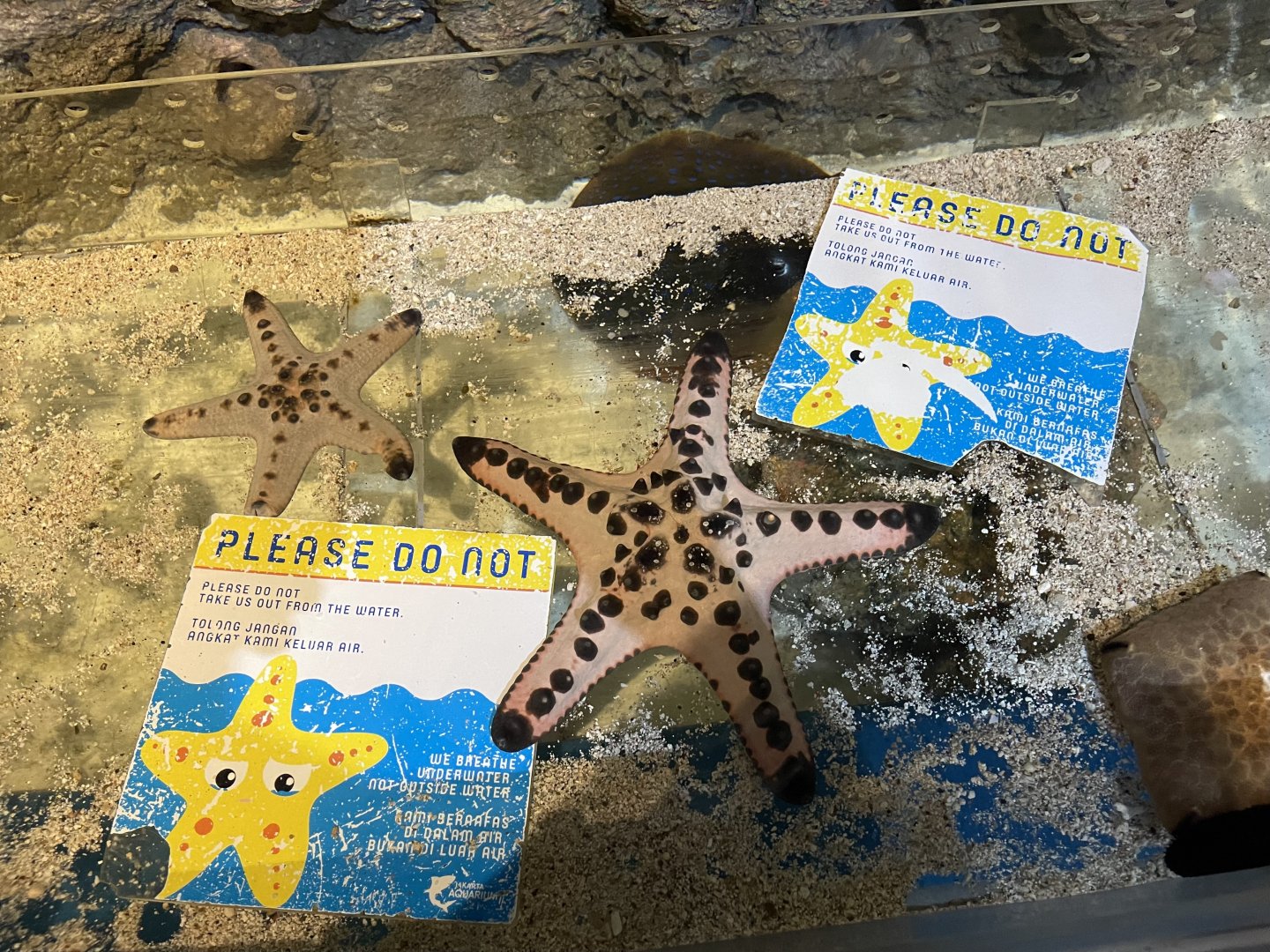 chocolate chip sea star (pretoreaster nodosus)